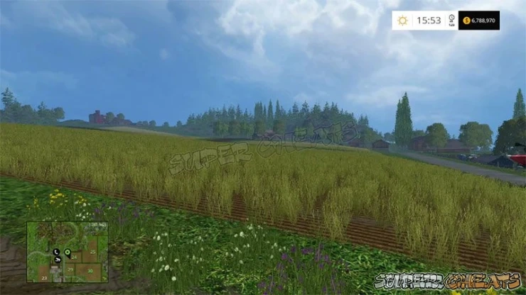 The second - flowering - stage is distinct. The final stage mostly makes the crop look dead and dried out... The second - flowering - stage is distinct. The final stage mostly makes the crop look dead and dried out...